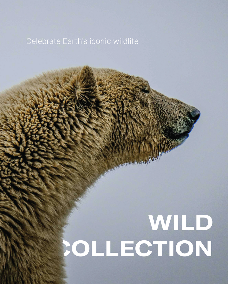 Wild Collection - Celebrate Earths Iconic wildlife